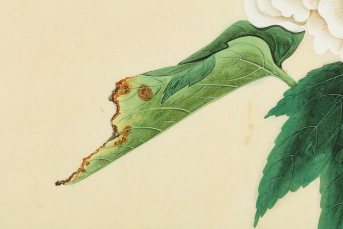 A Study of Cotton Rose (Hibiscus mutabilis) | MasterArt